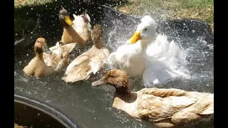 Happy backyard ducks swimming in fresh water