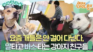 [#습속친구들] 🐶🐶요즘 개들은 안 걸어 다닌대요.. 말타고 버스 타고 다니는 강아지 친구들🚗🐴 #순간포착세상에이런일이 #WhatonEarth #SBSstory