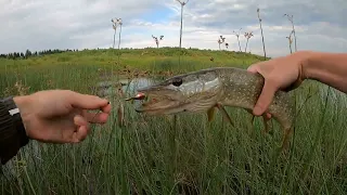 Ловля щуки на спиннинг с берега