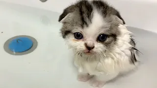 Kitten who loves the bath very much. Butuz and Willie are naughty and walk