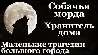 Истории на ночь (3в1): 1.Собачья морда, 2.Хранитель дома, 3.Маленькие трагедии большого города