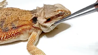 Shed Assistance From the BEST Bearded Dragons! Face,Nose,&Ear Removal @ChuckNorrizBeardedDragons