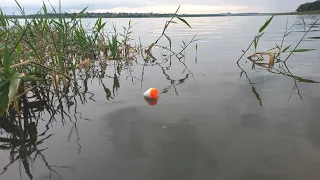 Pescaria de tucunare e Oscar é incrível ver a boia afundar encontrei o cardume no Rio marinheiro