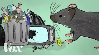 How rats take advantage of human failure