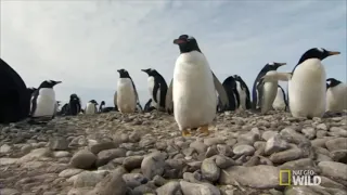 Penguins Are the Most Romantic Animal