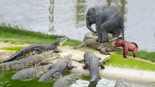 Crocodile is King Swamp but Elephant So Strong | Elephant Herd Save Baby From Crocodile Hunting