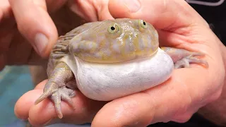 Why is this Budgett's Frog Screaming?