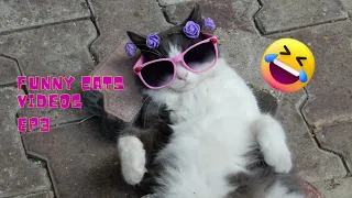 Funny Cat videos Compilation | ep3