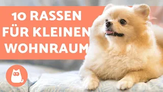 Hunde in der WOHNUNG halten - 10 geeignete HUNDERASSEN