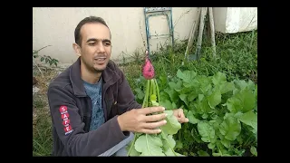 Turp nasıl yetiştirilir?  tohumdan hasata kadar