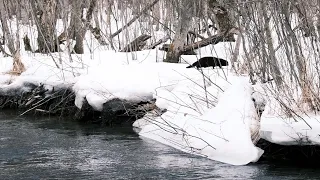 Trout в марте, где ловить форель весной.