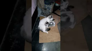 Mom cat fedding her cute kitten.