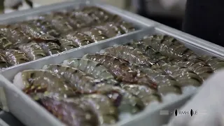 Delivering Unparalleled Black Tiger Shrimp Quality