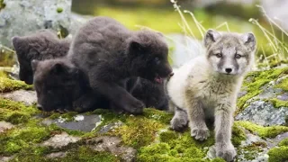 Arctic Fox Cubs Emerge from the Den | First Year on Earth | BBC Earth
