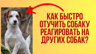 Как отучить вашу собаку реагировать на других собак? Учимся понимать эмоции и мимику собаки