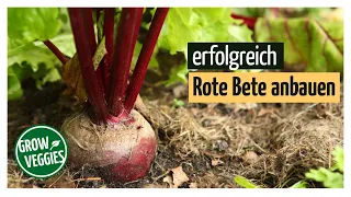 Rote Bete erfolgreich anbauen | Gemüseanbau im Garten @Gartengemüsekiosk