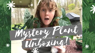 Surprise Mystery Houseplant Unboxing! Rare Plants!