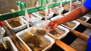 Monosex Tilapia Fish Eggs Breeding farm Production House