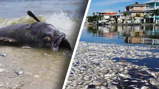 Dead Fish Killed By Red Tide Plaguing Florida Beaches