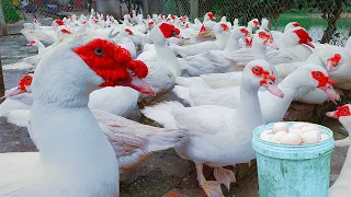 How to Make Food For Laying Muscovy - Muscovy Duck Farm