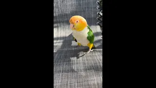 Crazy Caique Jumping On A Trampoline! #shorts