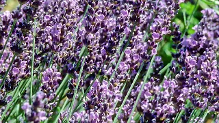 How To Harvest And Dry Lavender