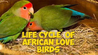 Life cycle of African love birds | breeding age of African love birds | lifespan | incubation period