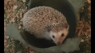 Before You Buy A Hedgehog Watch This!
