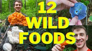 12 Wild Foods You'll Want to Forage This Fall! Lion's Mane, Chicken of the Woods Mushroom