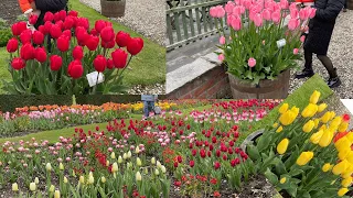 Tulip festival || Glenarm Castle || Northern Ireland || Summer Vibes || Manipuri Family