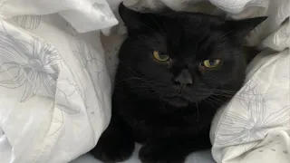黑炭做的猫型暖手宝，就是比其他的暖