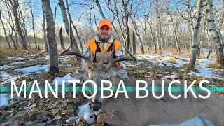 MANITOBA WHITETAIL DEER HUNTING!! (9 DAY HUNT!!!!) BIG MANITOBA BUCKS!