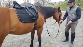 Introducing your stock horse to SHOULDER-IN (video 2)