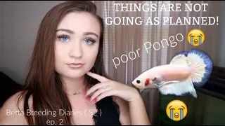 THINGS ARE NOT GOING GOOD! // Betta Breeding Update // S2 breeding diaries | ItsAnnaLouise