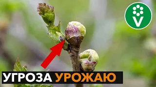 Немедленно удалите такие почки со смородины! Борьба с почковым клещом