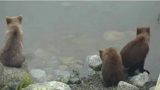 482 Brett and coy by bridge close up 7/16/2018 appx 7:30am AK