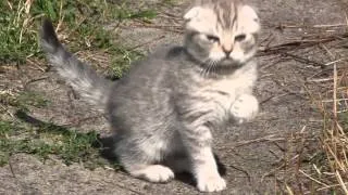 МИЛЫЙ ШОТЛАНДСКИЙ ВИСЛОУХИЙ КОТЕНОК СКОТТИШ ФОЛД  / Scottish fold kitten