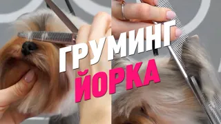 ГРУМИНГ ЙОРКШИРСКОГО ТЕРЬЕРА / КАК ПОДСТРИЧЬ ЙОРКА / GROOM SCHOOL