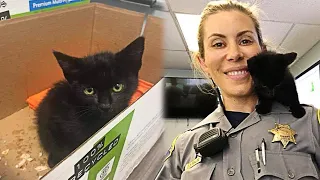 A Stray Kitten Walks into The Police Station And Refuses To Leave. Then this happened...