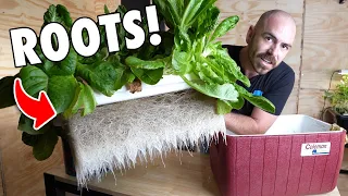 A Cheap Alternative Kratky Hydroponic Method!