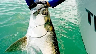 Fishing for Giant Tarpon and Kingfish