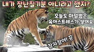 (4K)무궁이가 괴롭혀도 무궁이 옆에가서 자는 태범이 - 백두대간수목원 / 한국호랑이 / 호랑이숲