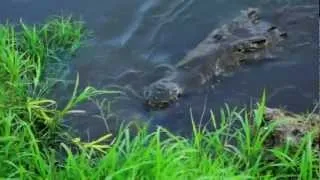 crocodile attacks