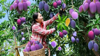 Harvest Purple Mango Tree Goes to the market sell | Emma Daily Life
