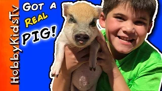 HobbyPig Gets a PIG!