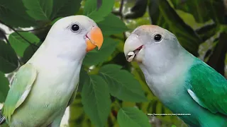 Rosy-Faced Lovebirds - Chirping and Call Sounds - White-Headed Pallid & White Headed Green Opaline