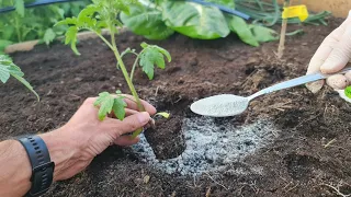 Just a spoonful of this powder strengthens plants, cleans the soil and is very nutritious