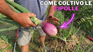 Come COLTIVARE le CIPOLLE per avere TANTA PRODUZIONE!