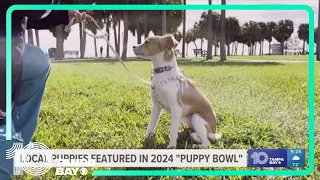 Local dog featured in 2024 Puppy Bowl