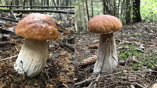 ВОЛНА ОСЕННИХ БЕЛЫХ ГРИБОВ .Белые грибы Охота на белые грибы в беларуси 2021Сбор грибов